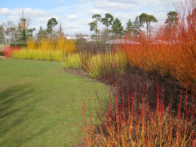This fantastic display of colour comes from various dogwood species (Cornus), at Broadview Gardens, part of Hadlow College. Hardwood cuttings. Winter gardens
