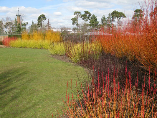 This fantastic display of colour comes from various dogwood species (Cornus), at Broadview Gardens, part of Hadlow College. Hardwood cuttings. Winter gardens