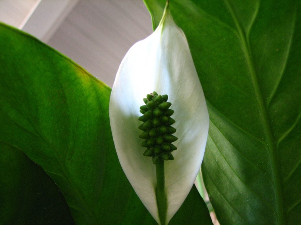 Peace Lily. Chill out zone. Relaxing