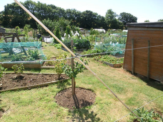 Allotments. Sharing