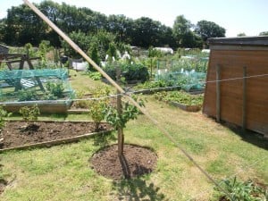 Allotments