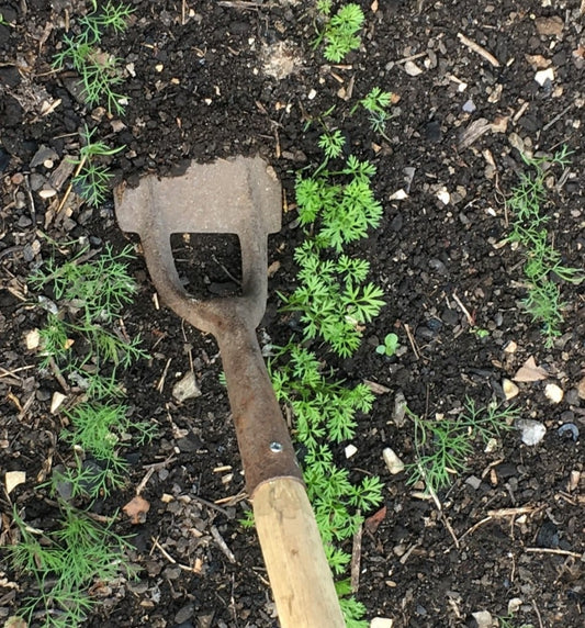 Small Dutch hoe (old hoe, new handle). Weeding
