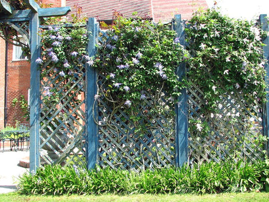Trellis with flowering clematis
