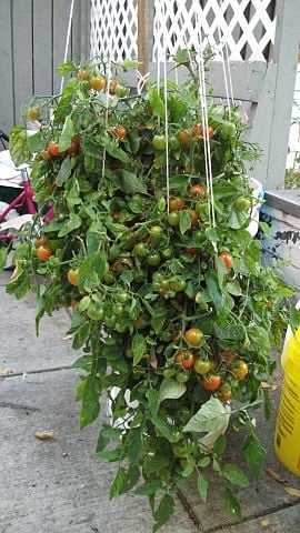 Tumbling Tom tomatoes grown in Calgary, Alberta, Canada. Tomato plants