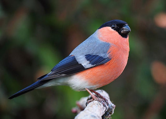 Eurasian bullfinch, Pyrrhula pyrrhula, male, Lancashire, UK. Big Garden Birdwatch