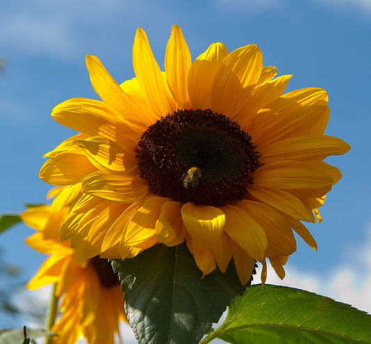 big sunflower head