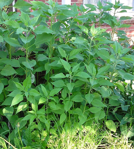 Jerusalem artichokes growing. February jobs