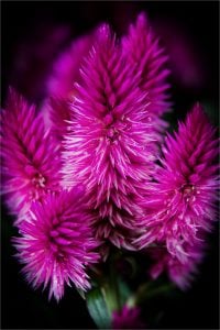 Celosia. Colour