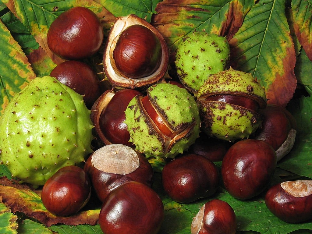 Conkers, fruit of the horse chestnut tree. Ahead. Excellent choice.