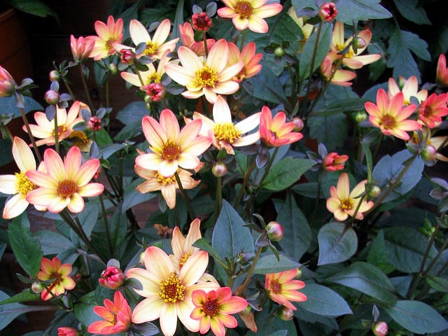 Dahlia