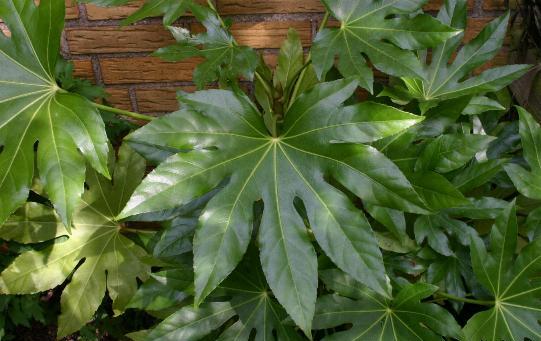 Fatsia japonica leaves. the Joneses. Outdoor space