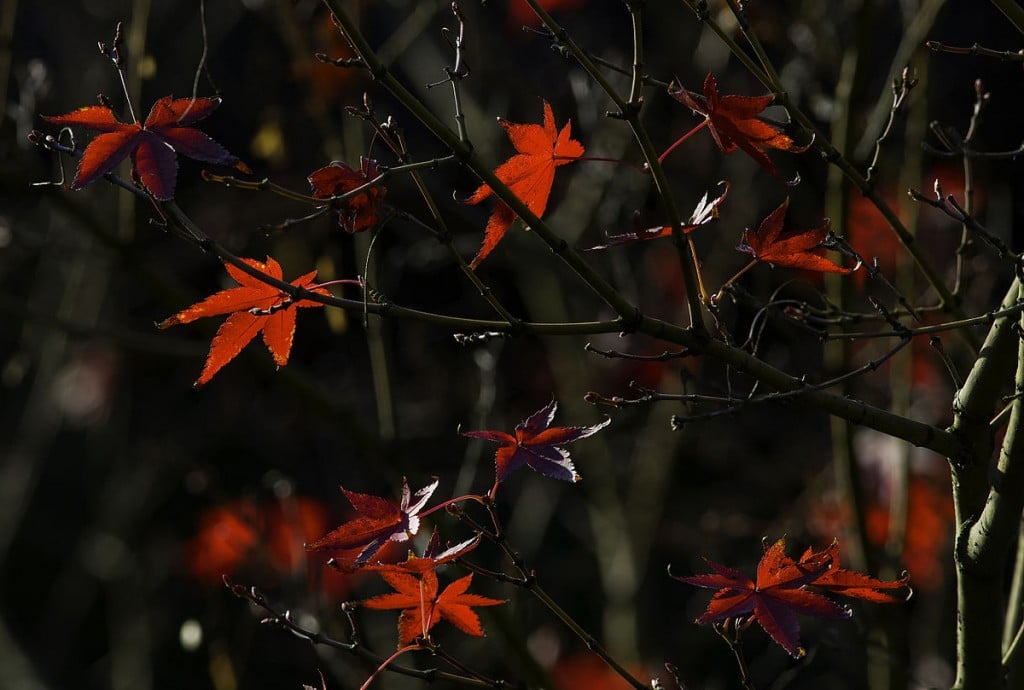 Japanese maple at Shitennō-ji Honbō Garden in Osaka. Gardening novices
