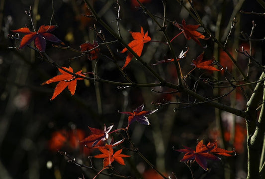Japanese maple at Shitennō-ji Honbō Garden in Osaka. Gardening novices