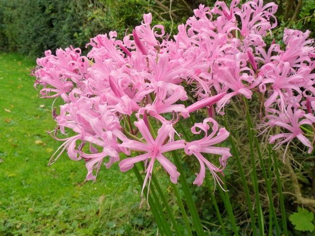 Nerine bowdenii in Herefordshire in October. Autumn flowering. Low maintenance. New Year