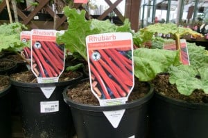 Plant for fruit from your garden