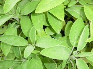 Store herbs