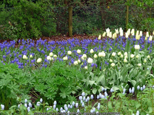 best garden buy