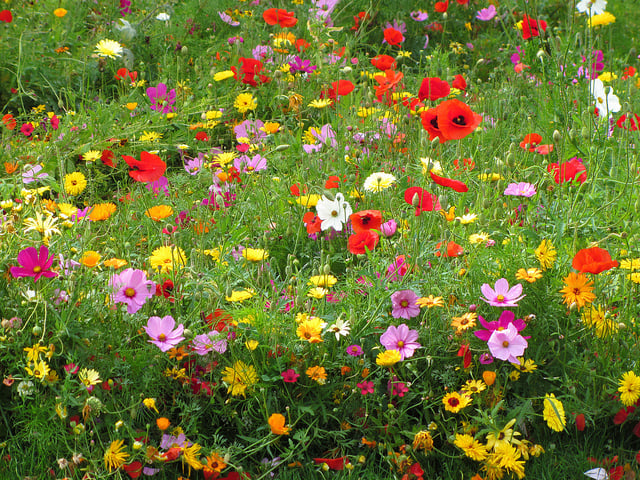 Abundance in St James