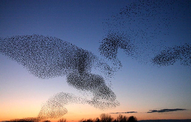 Starlings over Gretna. Birds. Outside