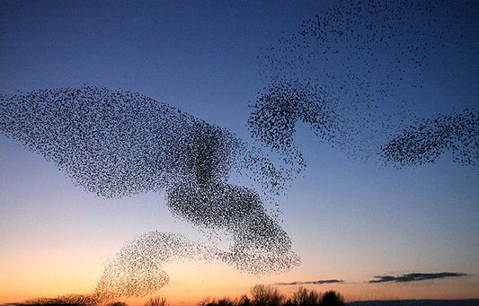 Starlings over Gretna. Birds. Outside