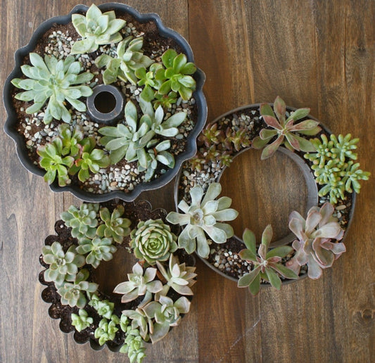 Succulents in a ring cake tin (bundt tin). Succulent growing. garden parasol