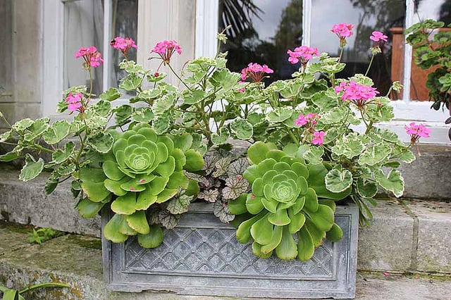 Tender planting of pelargoniums and Aeonium in trough at Myddelton House Gardens. Plant pots