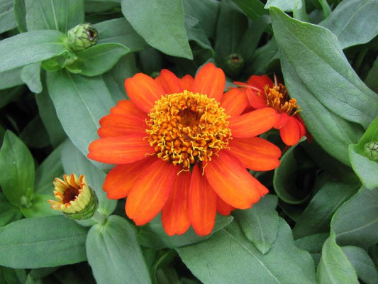 garden inspiration