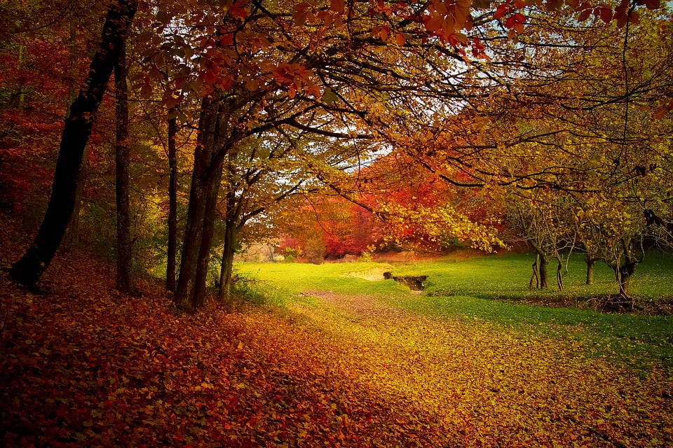 To enjoy big trees in different seasons, visit parks and the countryside. Low maintenance