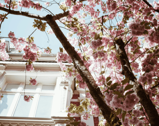 Spring is Here