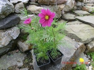 gaps in your garden