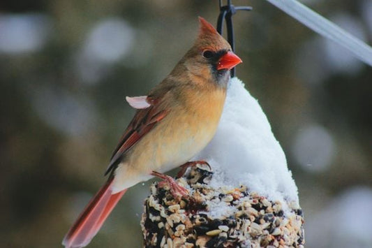 Bird Watching Weekend with RSPB