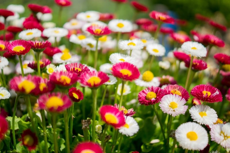 garden flowers