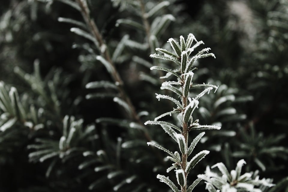frost rosemary