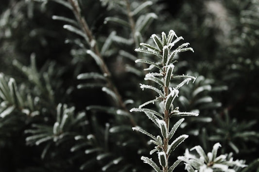 frost rosemary