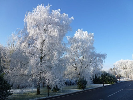 Trees transformed by hoar frost. Frosty