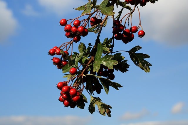 Haws or hawthorn berries. Rug