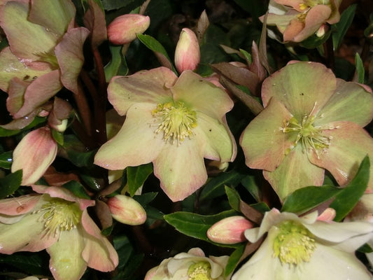 Christmas gifts for gardeners
