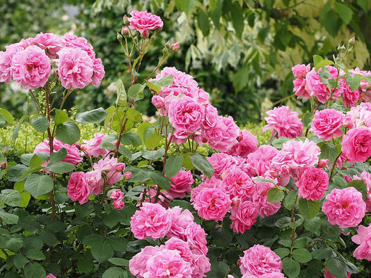 Shrub rose