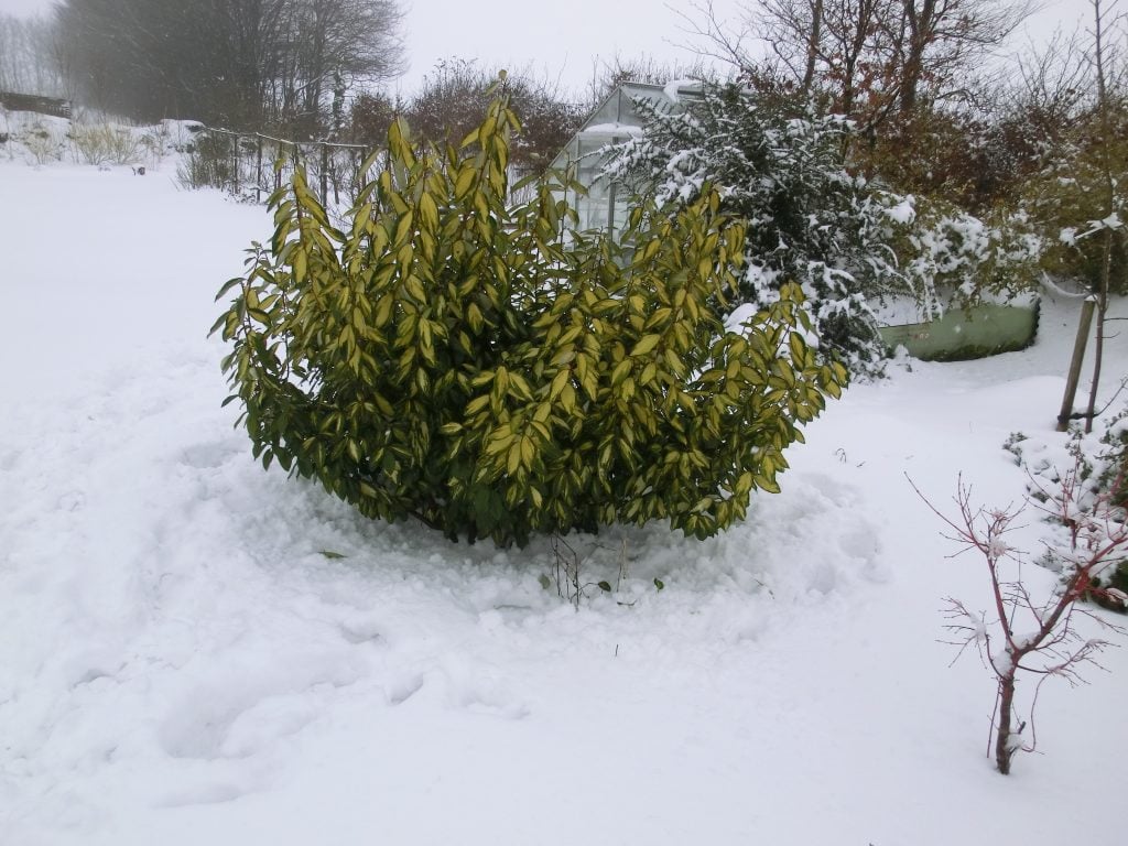 snow and wind damage