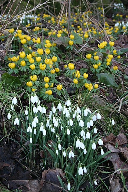 Aconites and snowdrops near King Edward, Aberdeenshire. next spring