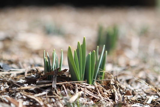 spring-border