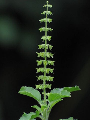 Holy basil or tulsi. herbs