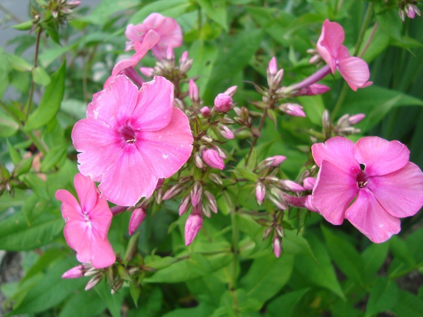 phlox