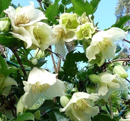 white clematis