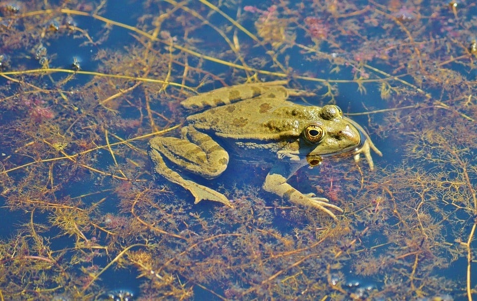 frog