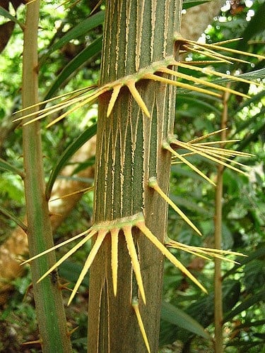 rattan tree