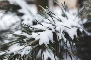 Creating Christmas sparkle in your garden, this winter