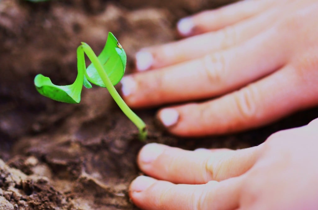 planting calendar