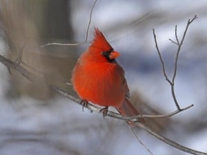 A simple guide to attracting birds to your garden in winter