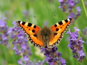 Small tortoiseshell butterfly (Aglais urticae) lavender What is a weed